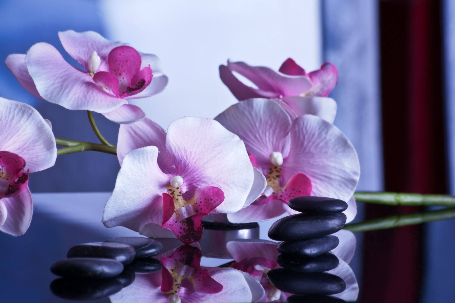 Spa Orchids